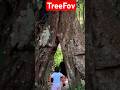 Уметь Созерцать #treefov