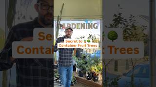 Secret to Container Fruit Trees #growyourownfood #containergardening #fruittrees #citrus