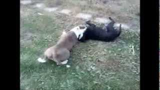 Amstaff & Sbt Playing