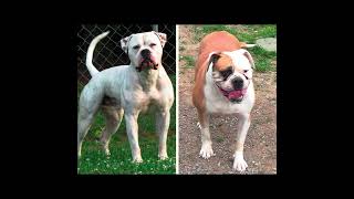 5 Facts about American Bulldogs #AmericanBulldogFacts, #BulldogBreeds, #youtubeshorts