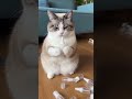 猫が空の点鼻薬を捨てて・・・ #funnycat