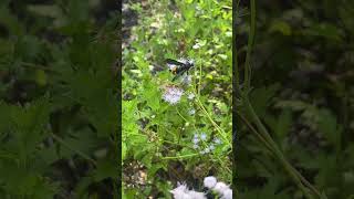 Two-spotted scoliid wasp (Scolia dubia)
