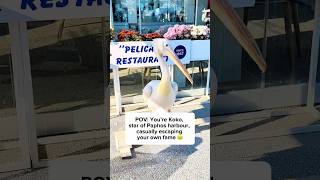 Recap to Koko deciding she’s had enough one day 😂🦤#koko #paphosharbour #cyprus #paphos