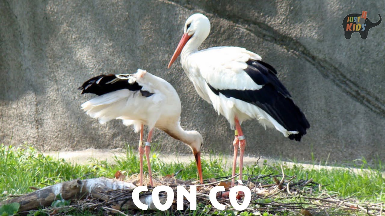 Tiếng Kêu Động Vật Hình Ảnh Và Tiếng Kêu Của Con Cò Sounds And Image Of The  Stork - Youtube