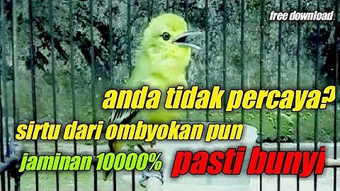 suara pancingan sirtu cipoh sirdung yang macet bunyi jamin 1000%
