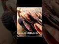 最強のホタテ〜ダイジェスト〜