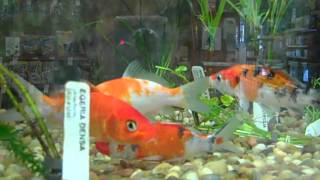 Koi @ petco