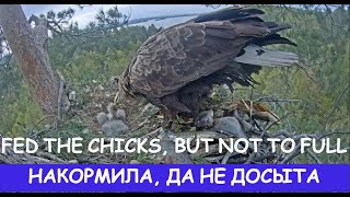 Кормила Кама, да не всех досыта🦅👍➡️🐣🥴➡️🐤Kama fed, but not everyone had enough🌲Камычи•11.05.2024