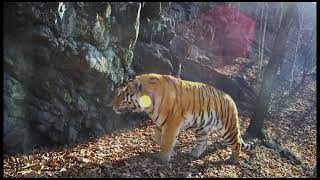 Download Lagu Siberian tigers in North Korea MP3