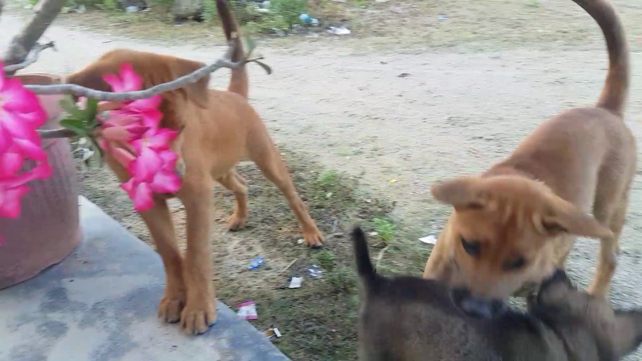 Puppy Ravaged by Mix Breeds - YouTube