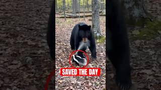 Animals That Risked Everything To Save The Day
