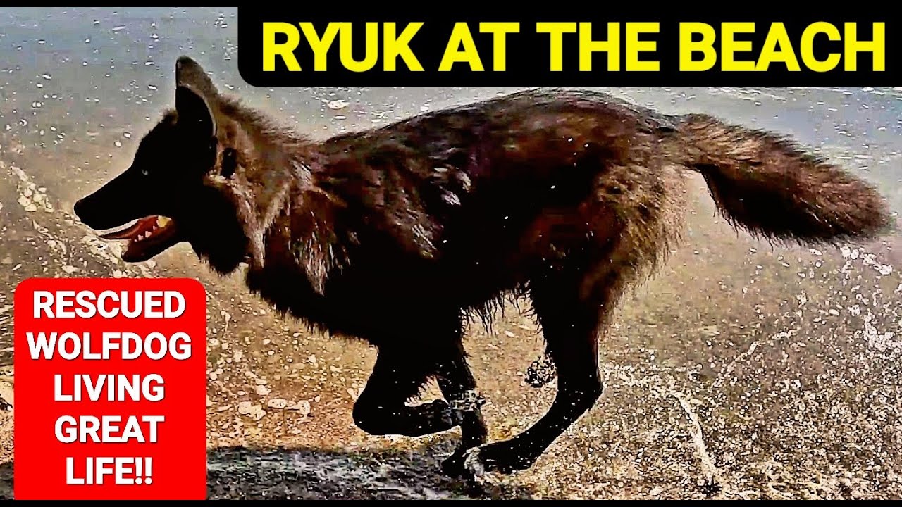 Ryuk at the Dog Beach - Rescued Wolfdog Living Great NEW LIFE!!