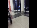 Голуби в аэраппорту Шереметьево (Москва)