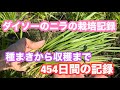 ダイソーのニラの栽培記録　種まきから収穫まで454日間の記録