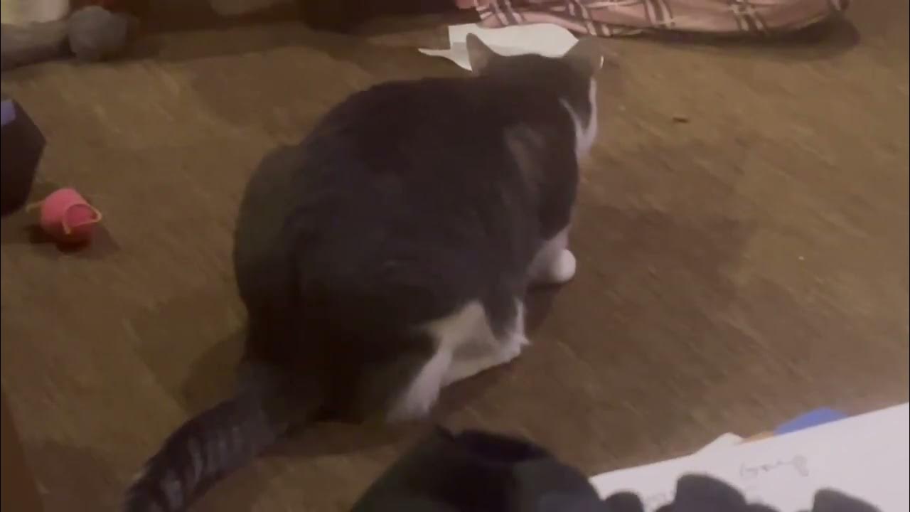 Tapeworm extraction from feral cat again!!! 3 years later… YouTube