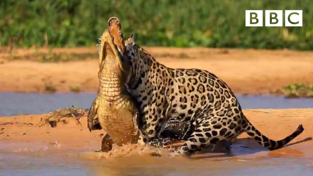 Jaguar VS Caiman! - BBC Jaguar VS Caiman! - BBC