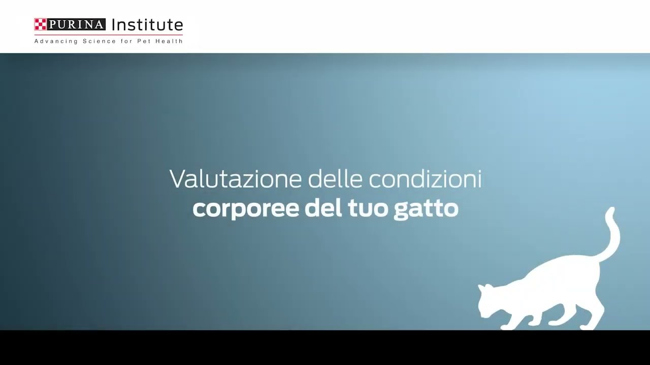 Valutazione delle condizioni corporee del tuo gatto