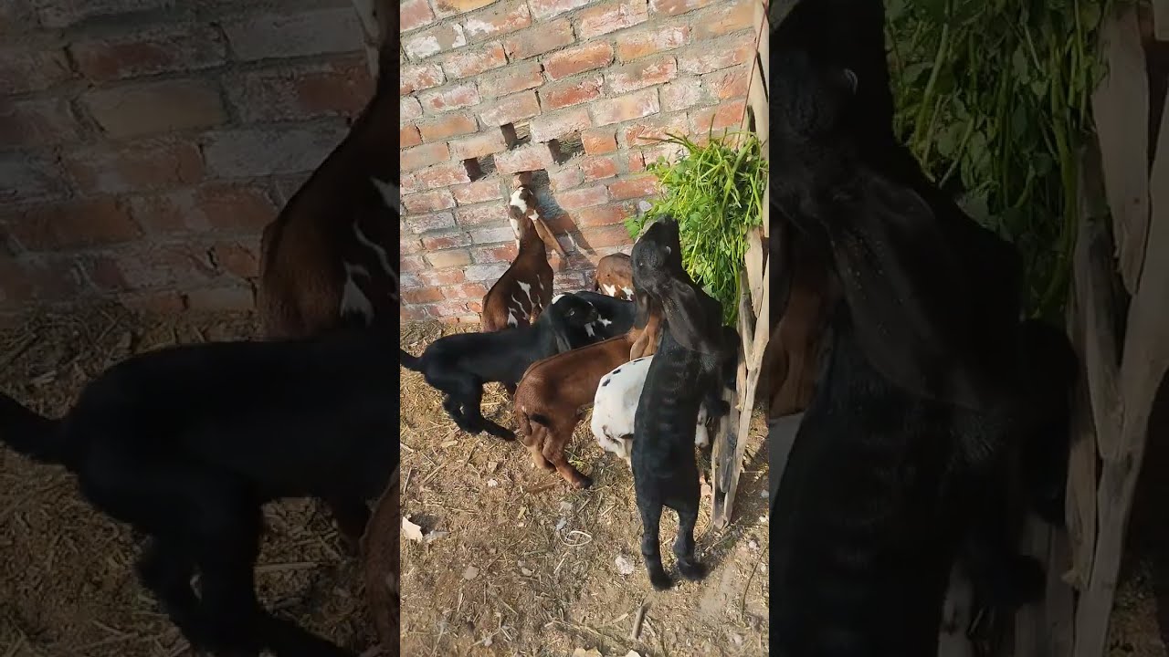 Cute Goat Kids Playing & Eating | Baby Goats Fun Farm Life 🐐