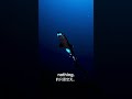 This Shark Glows Bright Enough to Disappear Completely