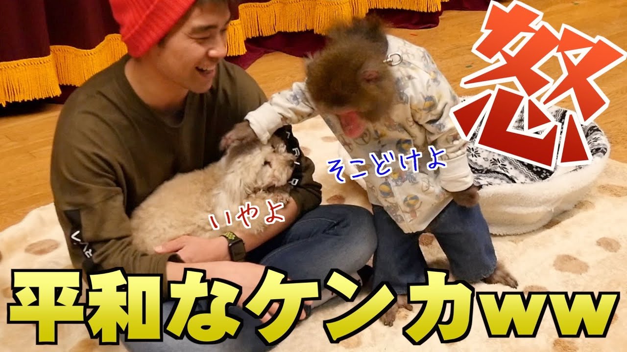 飼い主のヒザの上に座りたい猿と犬の争いが可愛すぎるwwww
