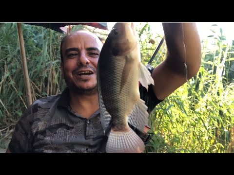 صيد البلطي النايم من تحت البوص العايم باليرقات شاهد المتعه