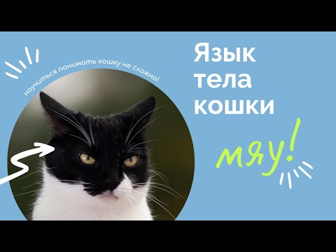 Видео: Японские официальные лица смотрят на Spay и Neuter Варианты для переполнения острова с помощью кошек