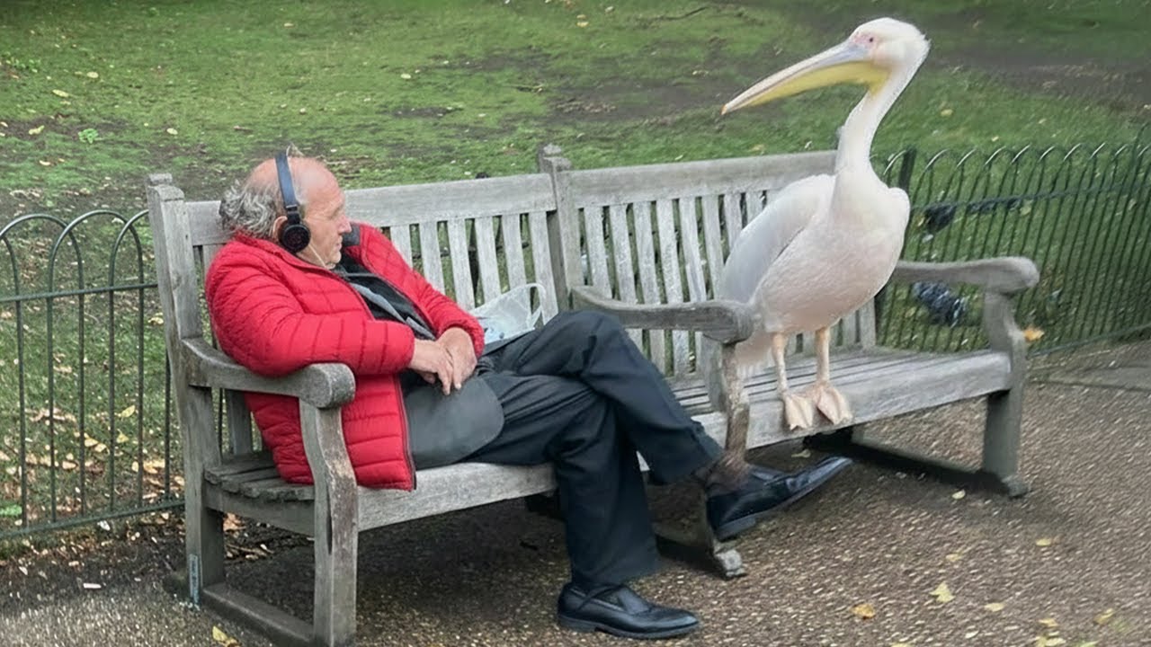 When Animals Catch Humans by Surprise in the Funniest Ways 🤪 Funny Animal Videos 2025