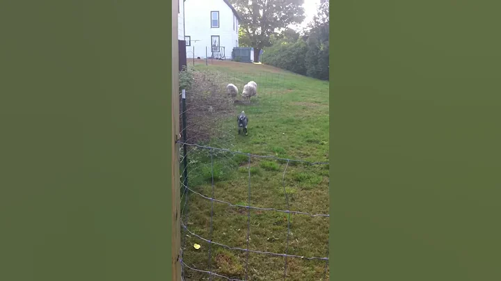 That screaming goat