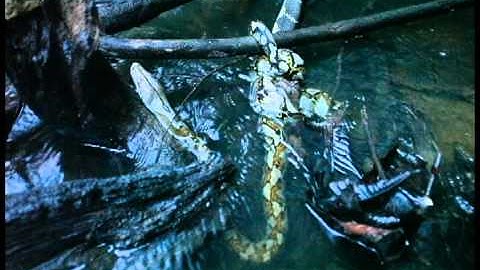 Day 43   Cobra vs Python v3