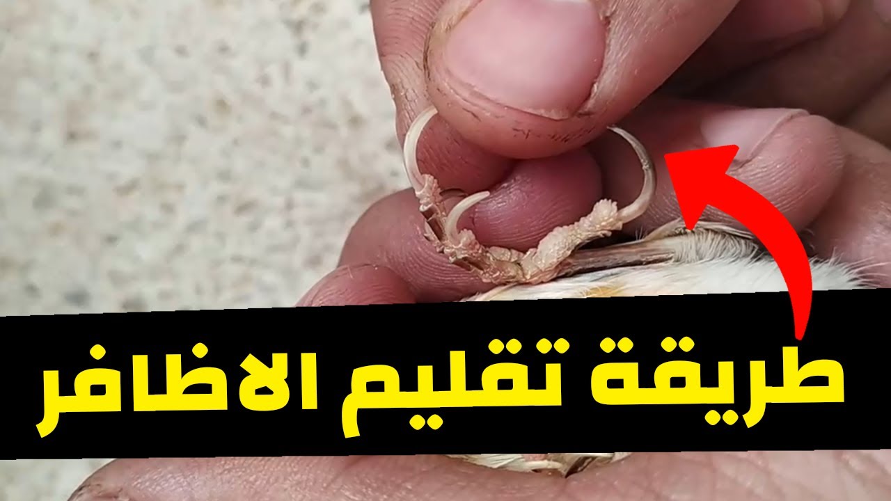 تعلم كيفية قص أظافر الكناري لكي تتجنب هذه المخاطر
