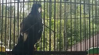 suara masteran jalak 4 in 1 untuk jalak suren belajar bunyi