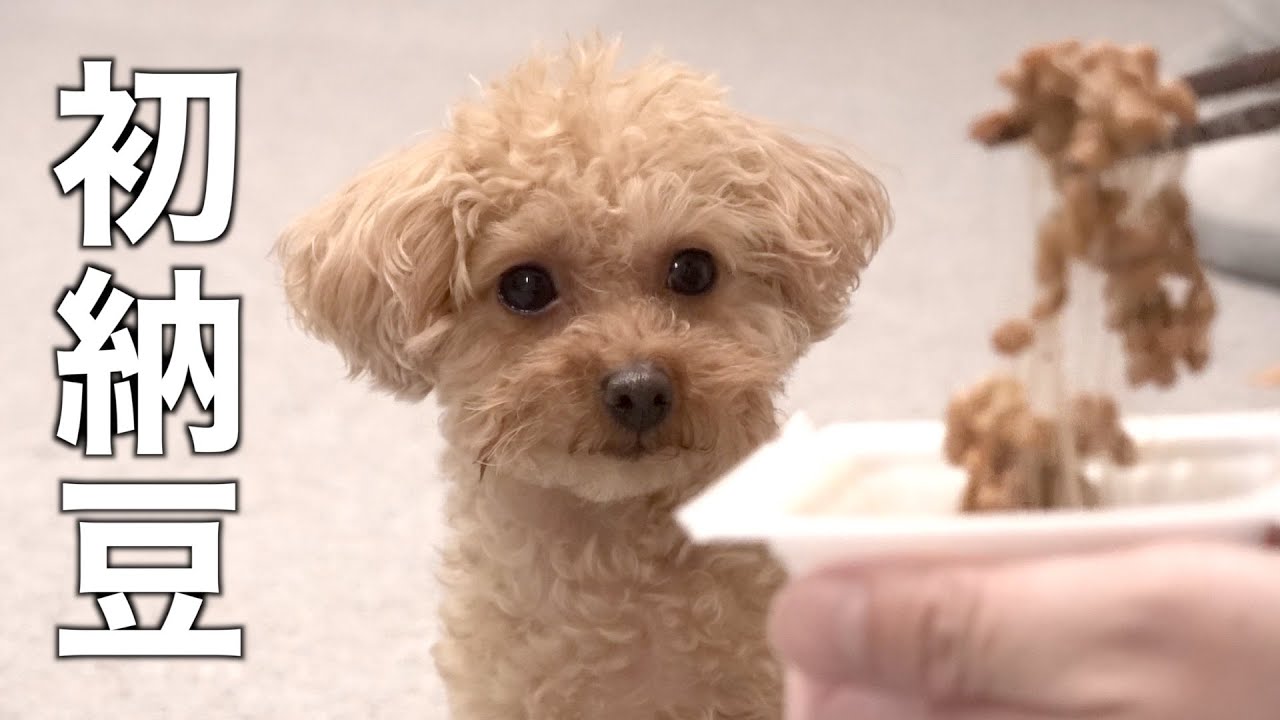 生まれて初めて納豆を食べたトイプードル