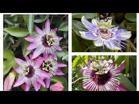 Video: Bir Apartmanda Büyüyen çarkıfelek Veya çarkıfelek çiçeği