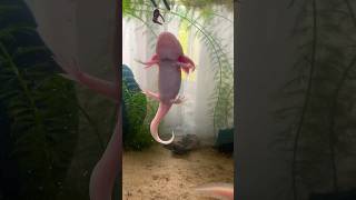 Dragón De Agua Fascinante Criatura