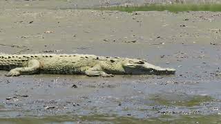 On a river in Costa Rica with birds and crocodiles