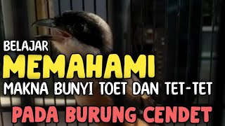 Kupas Lagu Asli Cendet Dan Memahami Bunyi TOET-TOET Dan TET-TET