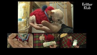 The Sad Reason Why This Dog Can't Grow | Kritter Klub