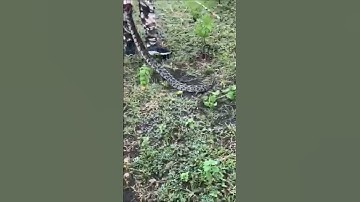 Indian Rock Python Snake || अजगर सांप #shorts #snake #python #viral