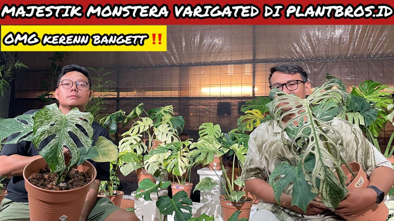 MAJESTIK MONSTERA VARIGATED DI PLANBROS.ID ⁉️