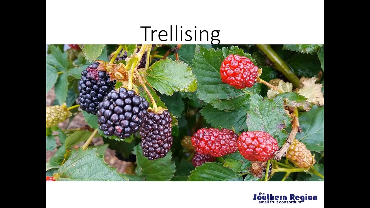 №4 Управление фертильностью и подвязка ежевики, Аманда Маквирт. Школа ежевики в Арканзасе