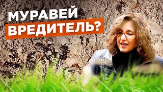 Муравьи на участке: что делать? Мифы о муравьях. №4 / Мария Винокур Strogoorganic.