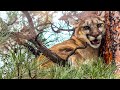 Wyoming MOUNTAIN LION Hunt - Chasing LIONS with Dogs!!