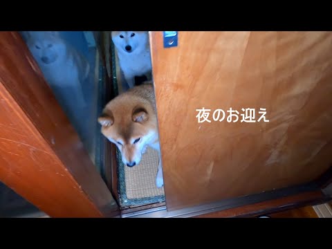 素直には寝てくれない無邪気なモフモフ