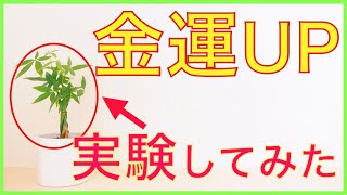 【検証】風水で金運上昇する観葉植物を飾って宝くじ買ってみた