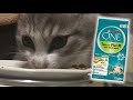 初めてのピュリナワン子猫用フードを食べます。A kitten eating the first Purina One kitten food