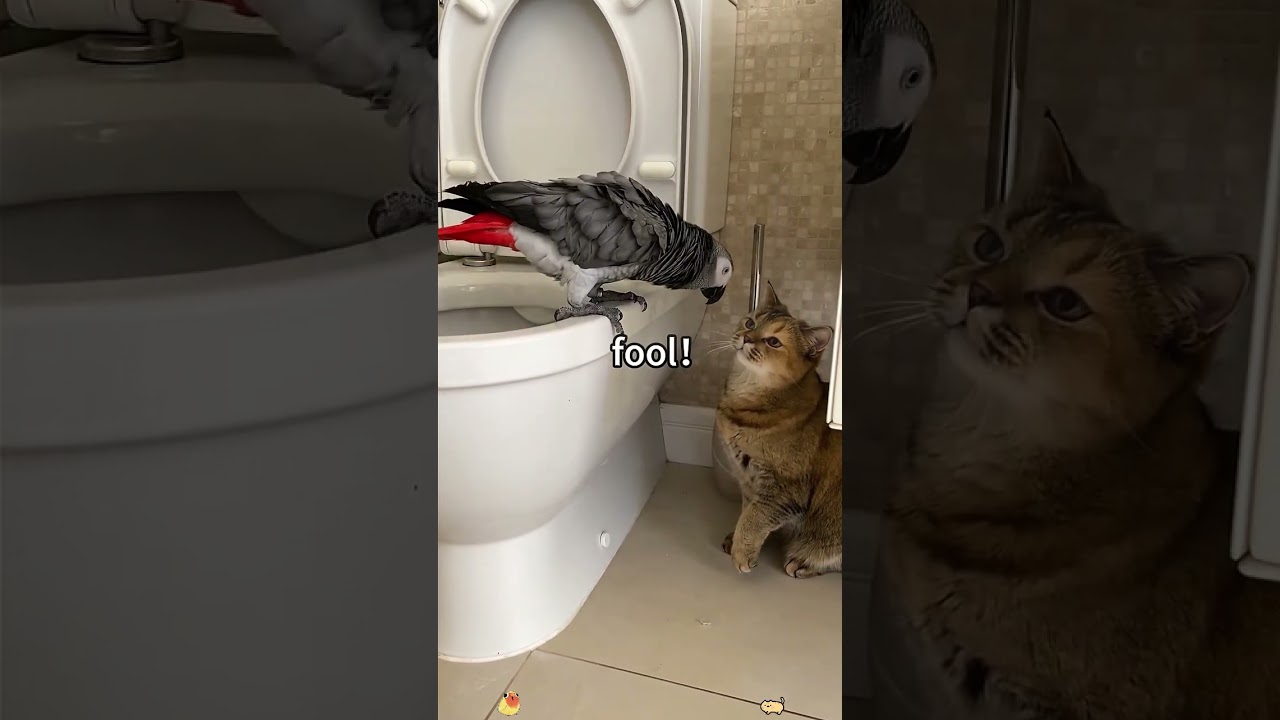 Cat vs parrot 