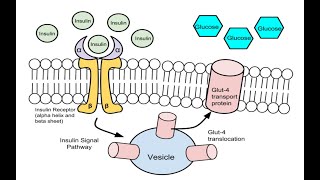 Glycolysis
