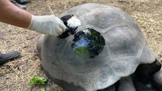 How to repair Damaged tortoise shells