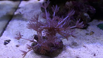 Xenia coral pulsing timelapse