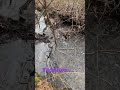 #youtuber #youtubeshort #youtubeshorts #nature # #babblingbrook